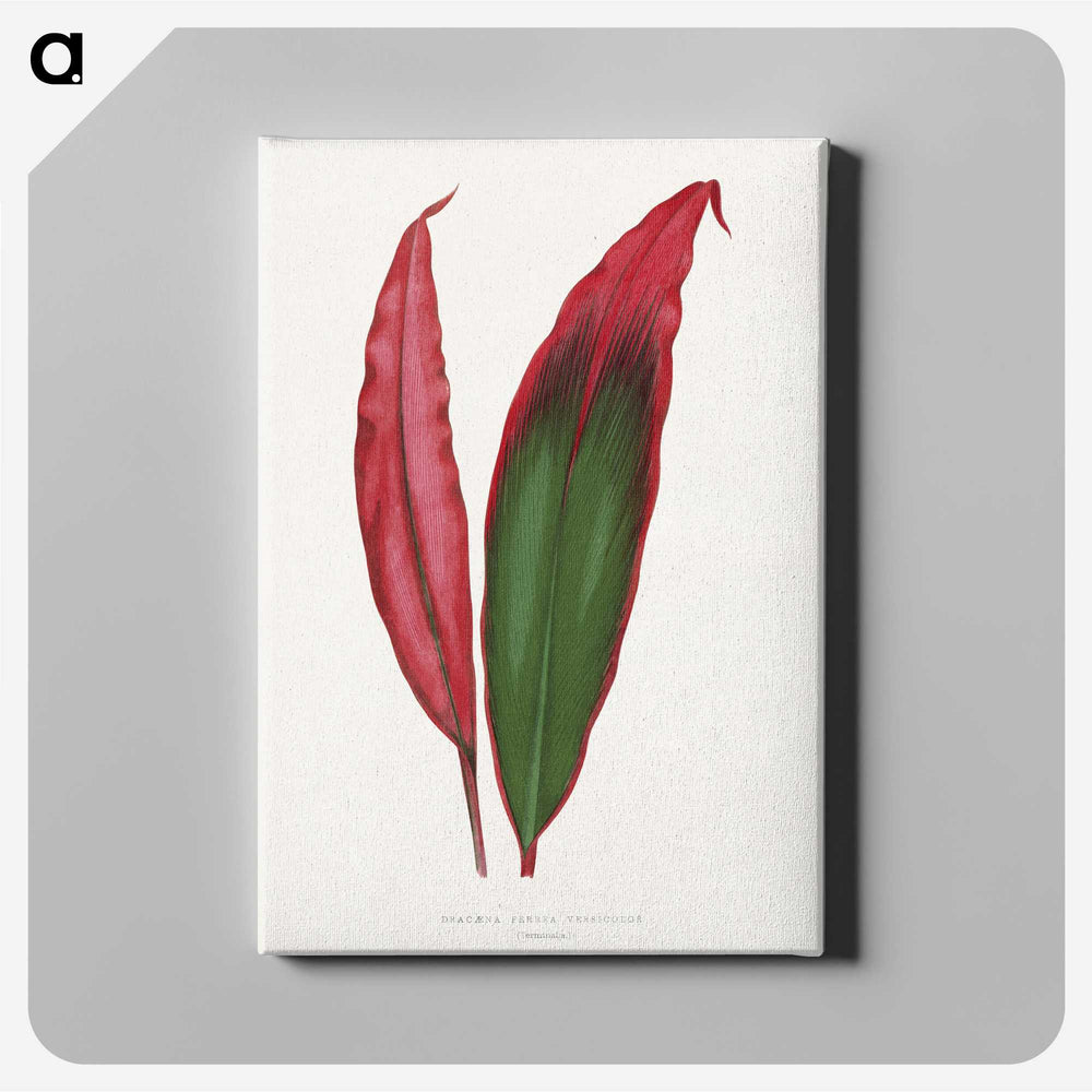 1-18_Plants-with-Colored-Foliage_canvas