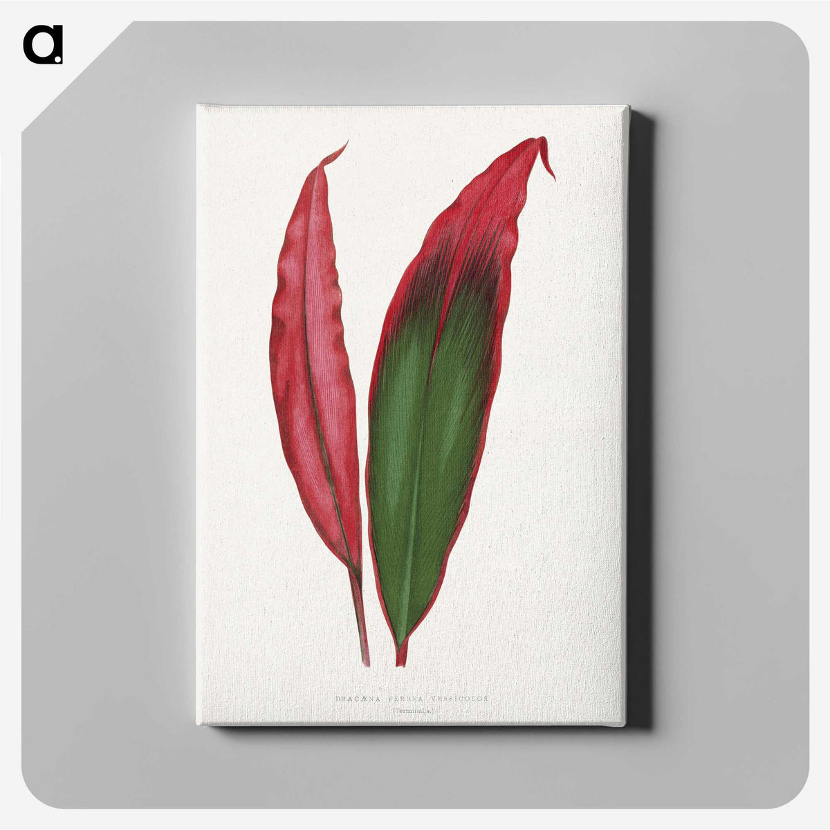 1-18_Plants-with-Colored-Foliage_canvas
