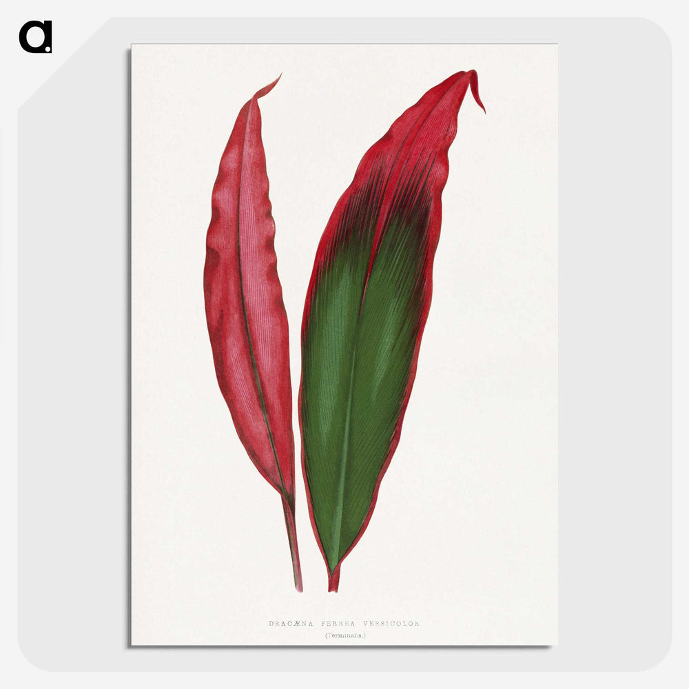 1-18_Plants-with-Colored-Foliage_picture-crop