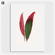 1-18_Plants-with-Colored-Foliage_picture