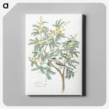 1-18_Robert-Jacob-Gordon_canvas