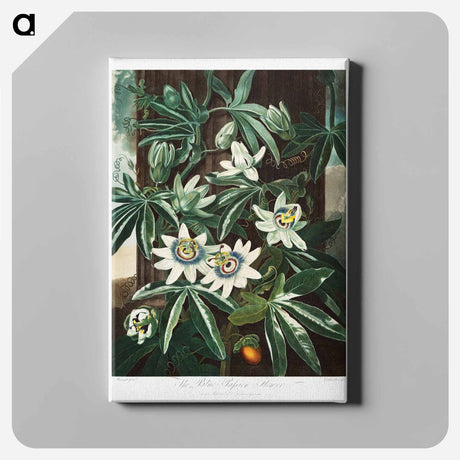 アートパネル-Passiflora Cerulea
 - ロバート ジョン ソーントン Canvas.