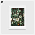 アートポストカード-Passiflora Cerulea
 - ロバート ジョン ソーントン Postcard.