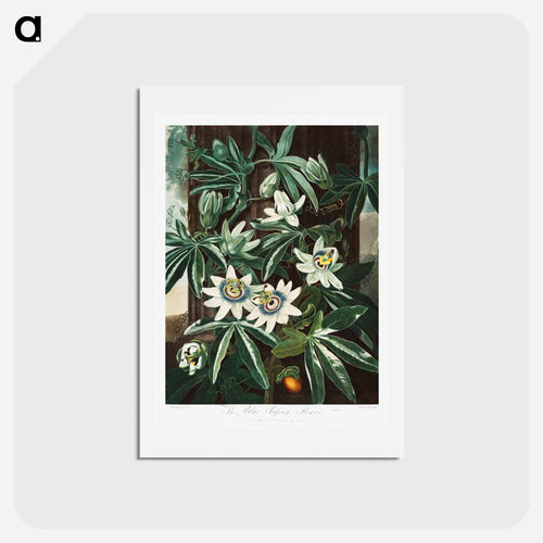 Passiflora Cerulea
 - Robert John Thornton Postcard.