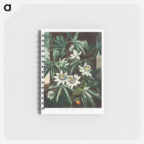 アートメモ帳-Passiflora Cerulea
 - ロバート ジョン ソーントン Memo.