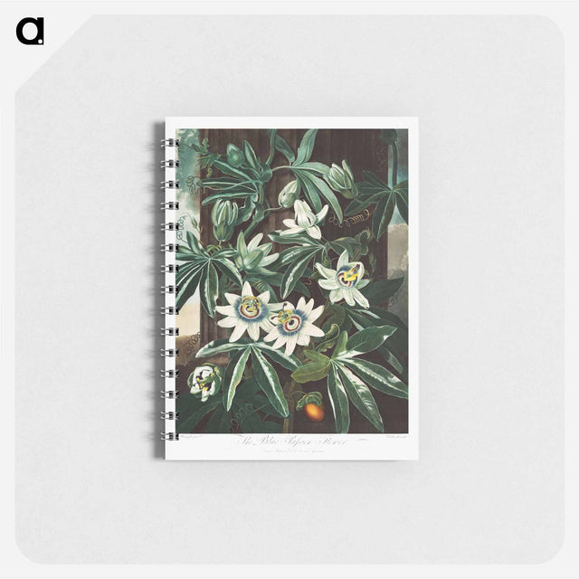 アートメモ帳-Passiflora Cerulea
 - ロバート ジョン ソーントン Memo.