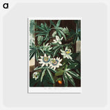 アートポストカード-Passiflora Cerulea
 - ロバート ジョン ソーントン Postcard.