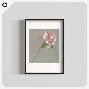 アートポスター-A Bough of Mountain Laurel with Leaves and Blossoms - サミュエル コールマン Poster.