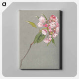 A Bough of Mountain Laurel with Leaves and Blossoms - サミュエル コールマン Canvas.