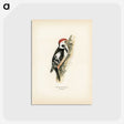 1-18_Svenska-Faglar_postcard