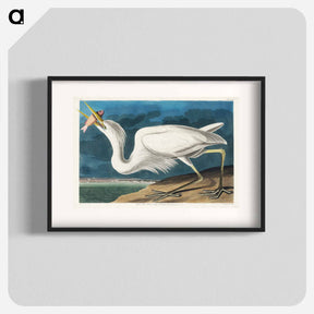 アートポスター-Great White Heron from Birds of America
 - アメリカの鳥たち Poster.