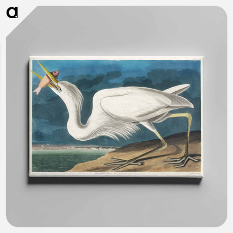 アートパネル-Great White Heron from Birds of America
 - アメリカの鳥たち Canvas.