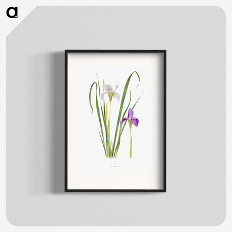 1-18_The-Genus-Iris_blk