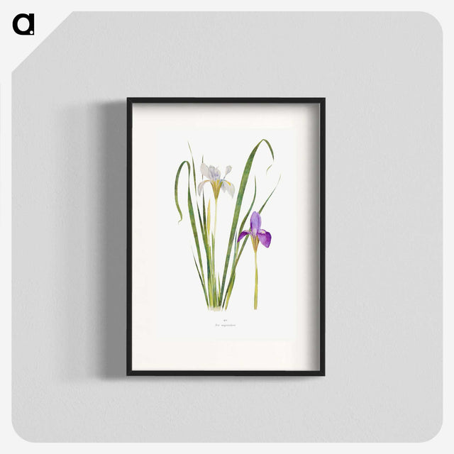 1-18_The-Genus-Iris_blk