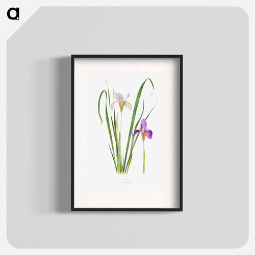 Iris Unguicularis The Genus Iris
 - アヤメ属 Poster.