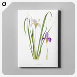 1-18_The-Genus-Iris_canvas