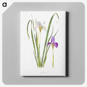 1-18_The-Genus-Iris_canvas