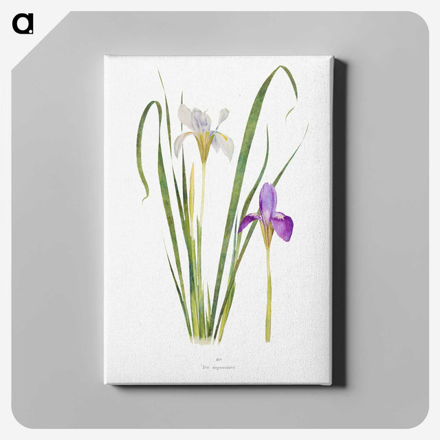 1-18_The-Genus-Iris_canvas