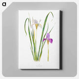 アートパネル-Iris Unguicularis The Genus Iris
 - アヤメ属 Canvas.