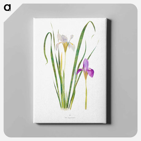 アートパネル-Iris Unguicularis The Genus Iris
 - アヤメ属 Canvas.