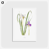 1-18_The-Genus-Iris_hagaki