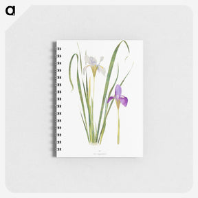 1-18_The-Genus-Iris_memo