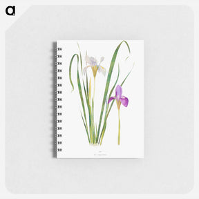 アートメモ帳-Iris Unguicularis The Genus Iris
 - アヤメ属 Memo.