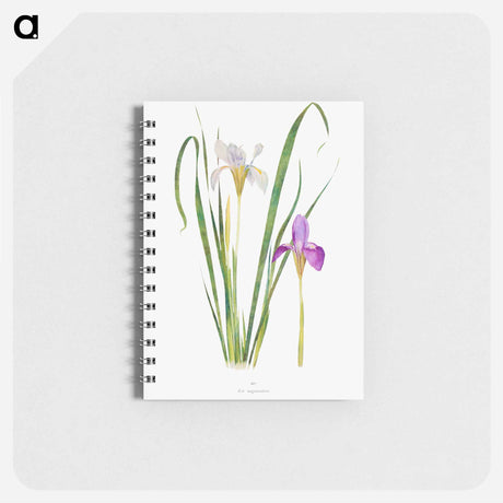 アートメモ帳-Iris Unguicularis The Genus Iris
 - アヤメ属 Memo.