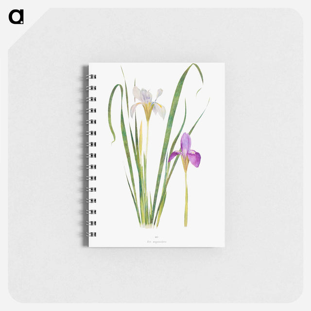 アートメモ帳-Iris Unguicularis The Genus Iris
 - アヤメ属 Memo.