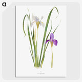 1-18_The-Genus-Iris_picture-crop
