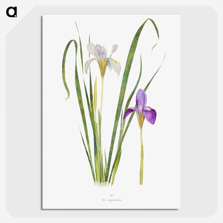 1-18_The-Genus-Iris_picture-crop