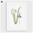 1-18_The-Genus-Iris_picture