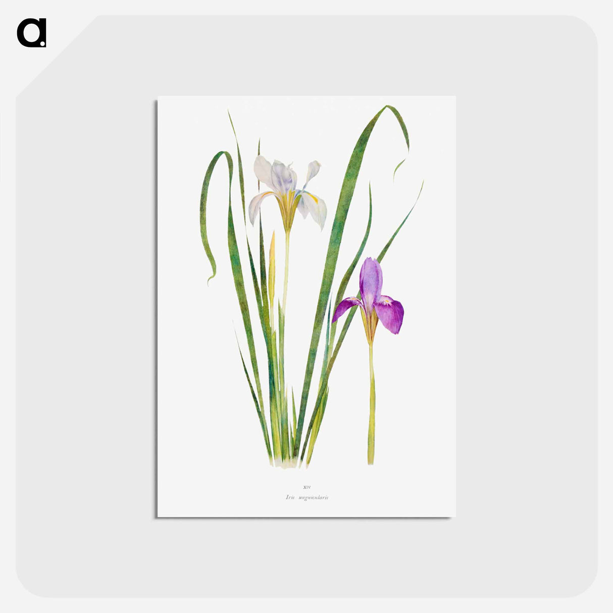 アートポストカード-Iris Unguicularis The Genus Iris
 - アヤメ属 Postcard.