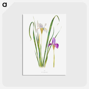 アートポストカード-Iris Unguicularis The Genus Iris
 - アヤメ属 Postcard.