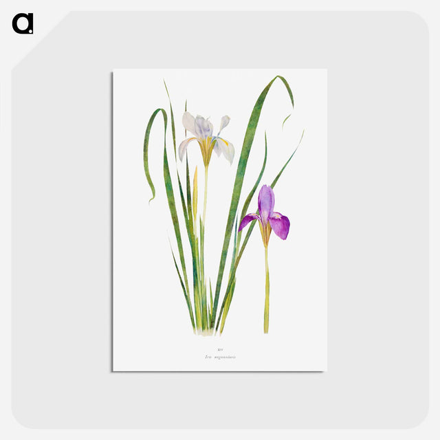 アートポストカード-Iris Unguicularis The Genus Iris
 - アヤメ属 Postcard.