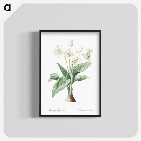 1-18_The-Lilies_blk-crop