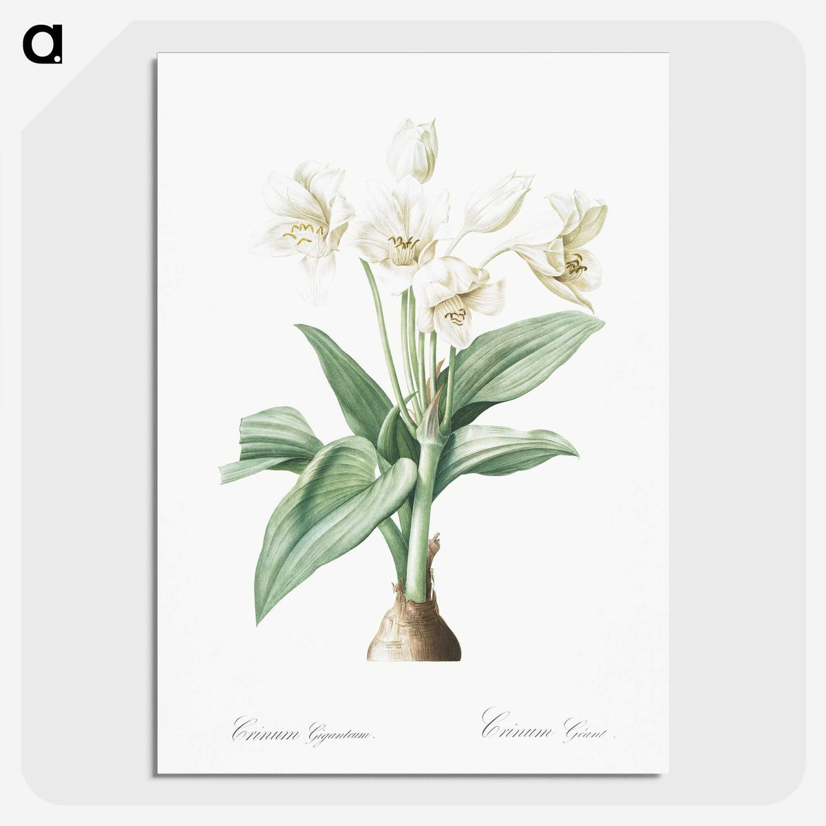 1-18_The-Lilies_picture-crop
