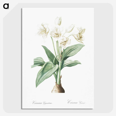1-18_The-Lilies_picture-crop