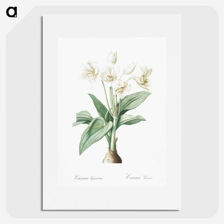 1-18_The-Lilies_picture
