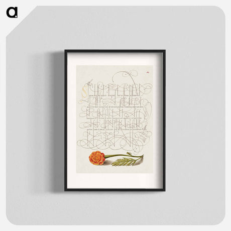 アートポスター-French Marigold from Mira Calligraphiae Monumenta
 - 書道のお手本 Poster.