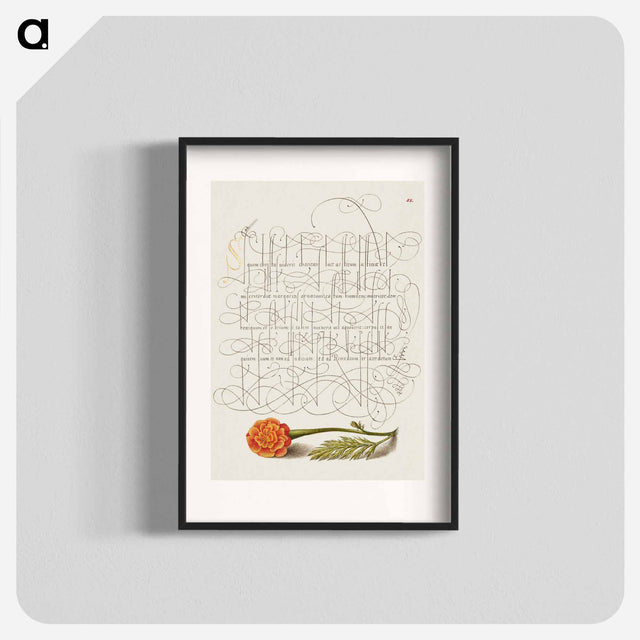 アートポスター-French Marigold from Mira Calligraphiae Monumenta
 - 書道のお手本 Poster.