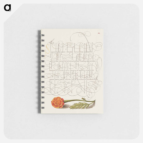 アートメモ帳-French Marigold from Mira Calligraphiae Monumenta
 - 書道のお手本 Memo.