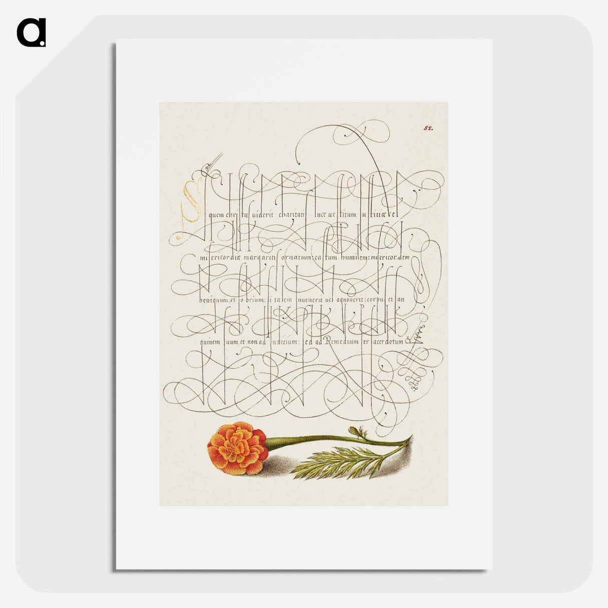 アートポスター-French Marigold from Mira Calligraphiae Monumenta
 - 書道のお手本 Poster.