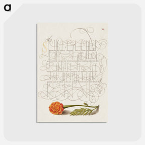 アートポストカード-French Marigold from Mira Calligraphiae Monumenta
 - 書道のお手本 Postcard.