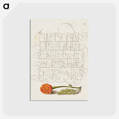 アートポストカード-French Marigold from Mira Calligraphiae Monumenta
 - 書道のお手本 Postcard.