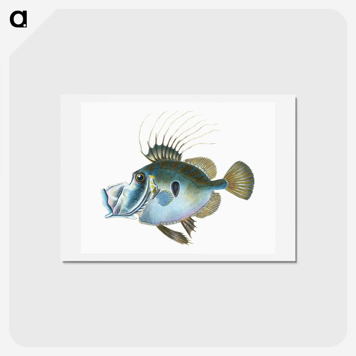 1-18_The-Natural-History-of-British-Fishes_hagaki
