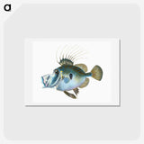 1-18_The-Natural-History-of-British-Fishes_hagaki