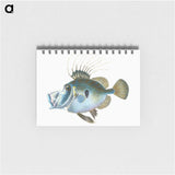 1-18_The-Natural-History-of-British-Fishes_memo
