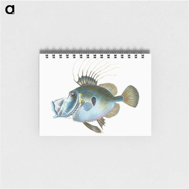 1-18_The-Natural-History-of-British-Fishes_memo