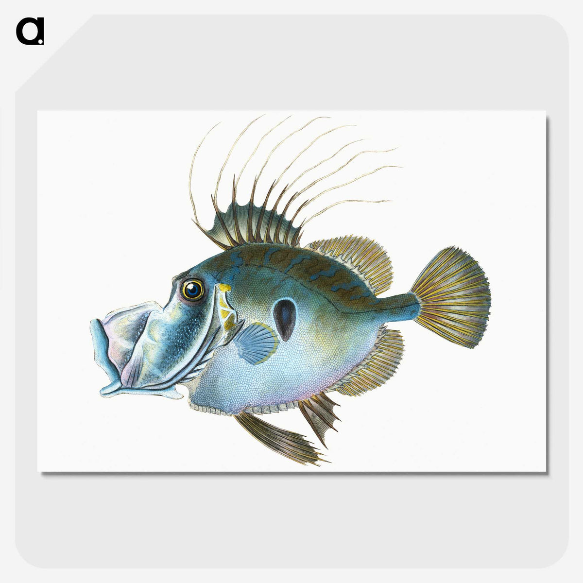 1-18_The-Natural-History-of-British-Fishes_picture-crop